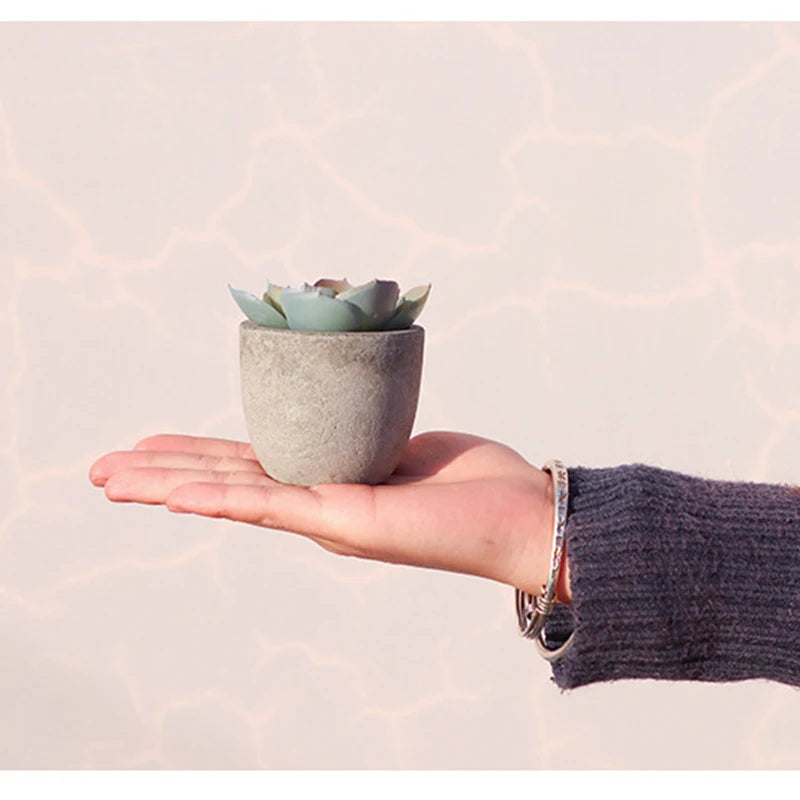 Mini Bonsai Zen